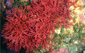 Red marine Algae (Rhodophyta) animal nutrition powder 25kg